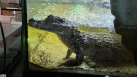 Зоопарк в столичен ресторант: Откриха крокодили, еноти, игуана и папагали