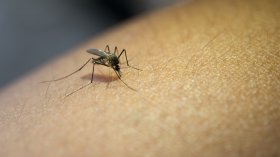 Защо някои хора привличат повече комари от други?
