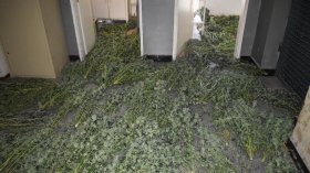 Разбиха модерна наркооранжерия край Стара Загора: Иззеха 68 кг марихуана и 368 растения