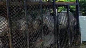 БАБХ потвърди ново огнище на шарка край Петрич