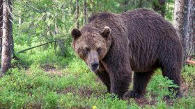 Защо мечките на Витоша скъсиха дистанцията с хората?