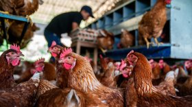 Откриха птичи грип във ферма с близо 33 000 кокошки край Пловдив
