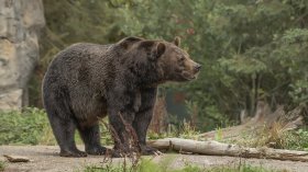 Мечки обградиха градове в Русия, шестима души са загинали