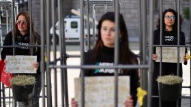 Протест в клетки пред парламента: Хора в защита на телетата (СНИМКИ)
