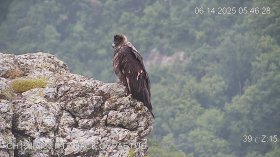 Жертвите на отравянето станаха 9: Две двойки черни лешояди са загинали