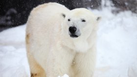 С 4000 паунда глобиха мъж, позволил си да събуди полярна мечка със сирена