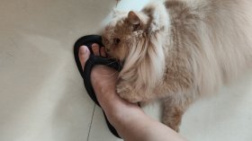 Защо продължителното носене на джапанки у дома може да навреди на здравето?
