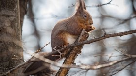 Очаква ни сурова зима: Кога започва студеното време и обилния снеговалеж