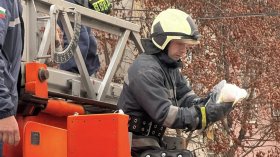 Пожарникари спасиха бедстващ гларус в Плевен (+ВИДЕО)