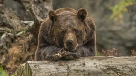 Мистерия около мечките над Локорско: Туристи и експерти с различни версии (ВИДЕО)