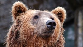 Две мечки нападнаха палатка с туристи край София: Издадоха предупреждение за опасност