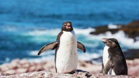Над 60 хил. пингвина край Южна Африка са загинали от глад