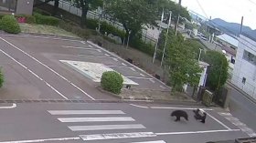 Мечка напада работници в Япония, четирима души са пострадали (ВИДЕО)