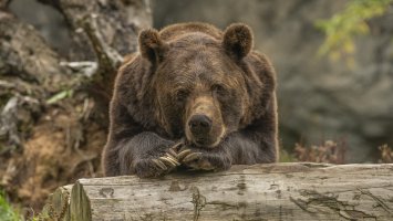 Мистерия около мечките над Локорско: Туристи и експерти с различни версии (ВИДЕО)