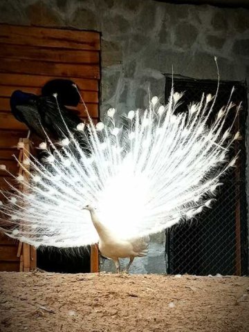 Бял паун обитател на старозагорския зоопарк е загинал след като