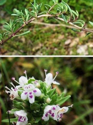 Защитена местност Сладун е обявена със заповед на министъра на околната