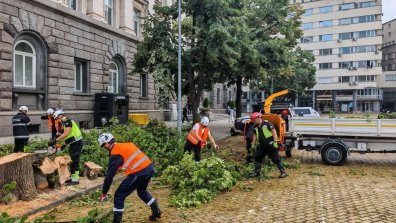 Бурята в столицата повали дървета, екипи разчистват щетите (СНИМКИ)