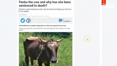 Историята на кравата Пенка превзе и чуждестранните медии