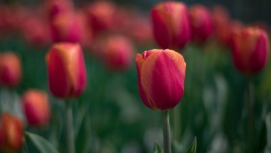 В четвъртък ни очаква топло, но дъждовно време