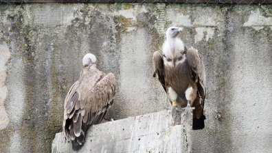 Задържаха 36-годишен мъж за масовото отравяне на лешояди в Стара планина
