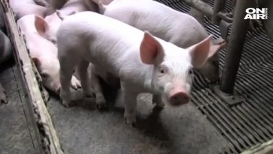 БАБХ забрани продажбата на свинско месо и продукти на фермерските пазари