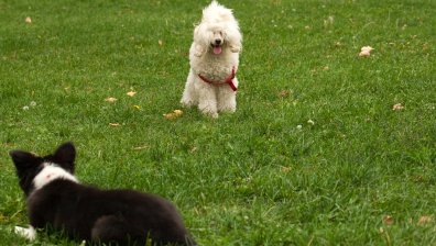 Свободно пускане на кучета в близост до детска площадка в София