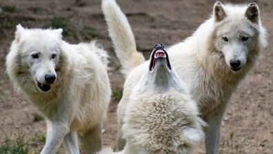 Чрез ДНК клониране възстановиха изчезнал преди 12 хил. години вид вълк