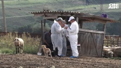 Нови съмнения: Чума не е имало, умъртвили животните безпричинно?