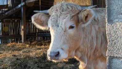 Злоупотреби с евросредства? Откриха празни обори или липса на такива