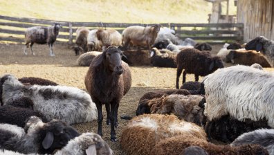 БАБХ: Животновъдите да спазват мерките за биосигурност