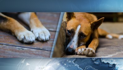 Отнеха кучето на мъжа, влачил го с колата си във Варненско