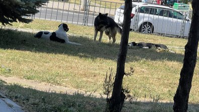 Helpbook: Общински служители с пушки прибират окървавени кучета във Варна?