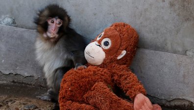 Осиротяла маймунка намери майчина ласка в прегръдката на плюшена играчка (СНИМКИ+ВИДЕО)