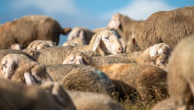 Критична е ситуацията с шарката по овцете, напрежението сред фермерите расте