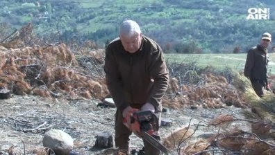 След ужасния пожар в Кресна, започна залесяването на нова гора