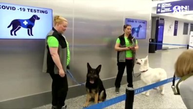 Кучета ще откриват коронавирус на летище в Хелзинки