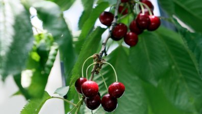 Българските череши са по-евтини, по-вкусни и по-качествени