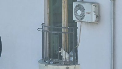 От HelpBook: Лай, скимтене  - изоставено на балкона куче при 33 градуса