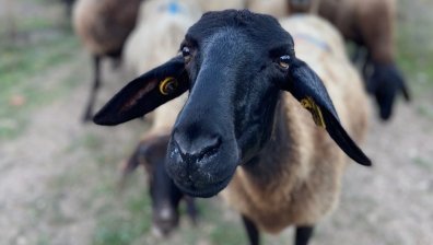 За смях или за плач: Стадо овце изпаса нива с канабис, животните се държат странно