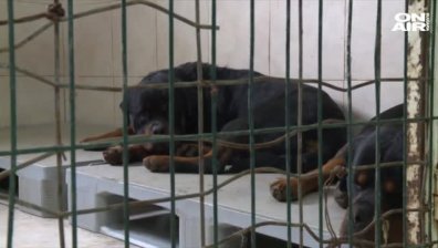 Собственикът на кучетата, които нахапаха деца, се изправя пред съда