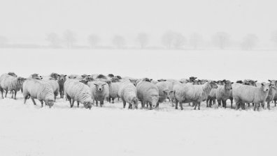 Петима откраднаха 100 бременни овце от ферма край Сливен