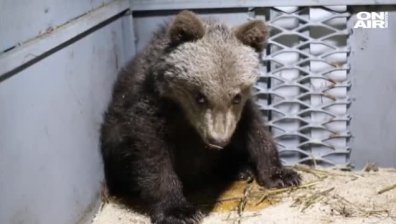 Трето мече пристигна в парка в Белица, намерено е само и уплашено на пътя