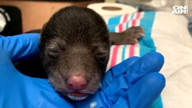 Куче спаси безпомощно бебе мече (+Видео)