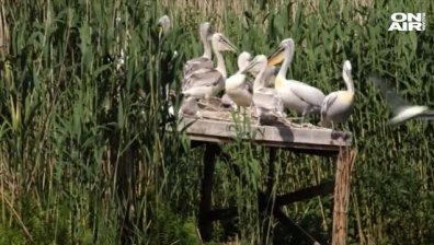 Розови пеликани се излюпиха в Сребърна