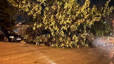 Мощна буря връхлетя Северозападна България, повали дървета, електрически стълбове