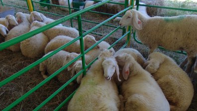  България е загубила 72% от животновъдството и птицефермите си