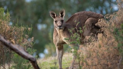 Екшън в Канада: Кенгуру се сби с полицай след четири дни бягство