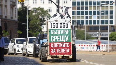 200 доброволци влизат в клетка пред парламента заради съдбата на телетата