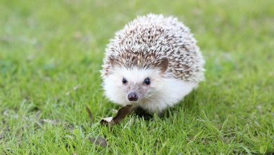 Сладко животинче крие неподозирани опасности за хората