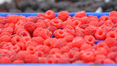 За 100 грама вместо за килограм: Търговци ни мамят с цените на къпини и малини